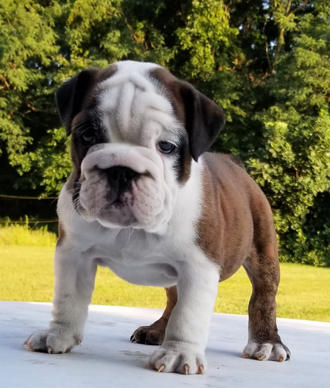 English Bulldog Puppies - Rox Puppies