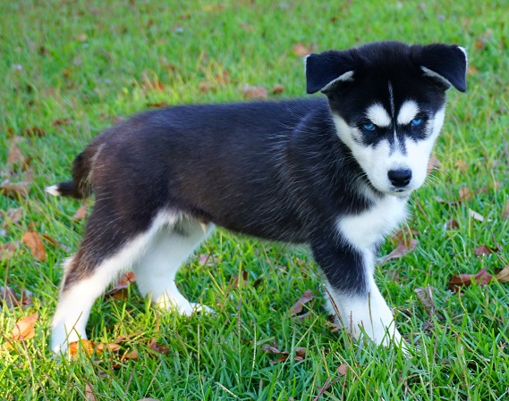 Siberian Husky - Rox Puppies